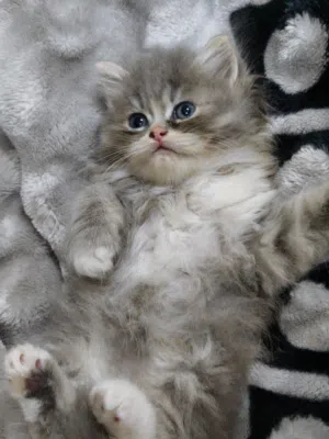 zoya 