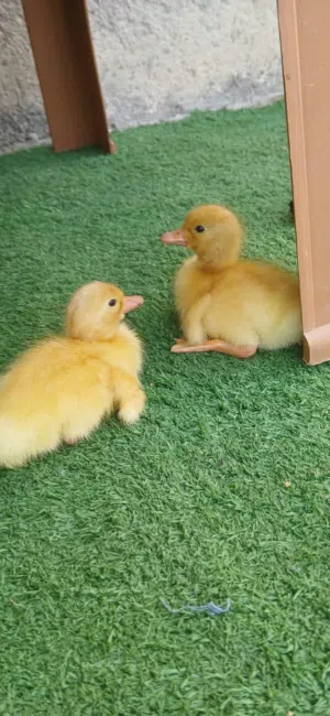 صيصان بط العمر اسبوع ماخذات كورس تحضين