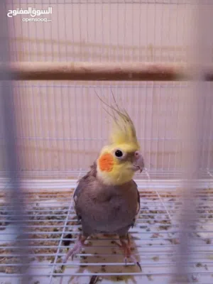 مطلوب فحل كوكتيل أليف يكون سكان اربد