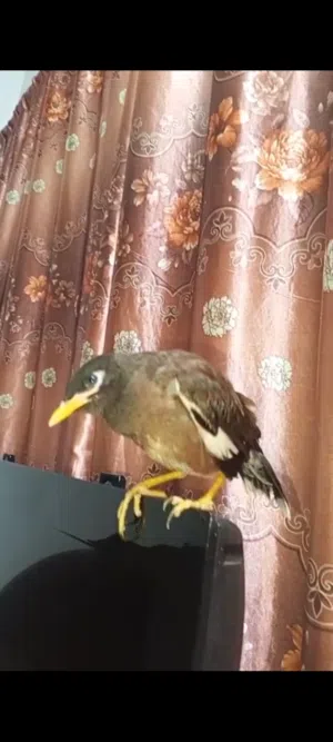 للبيع طائر مينة أليف جداً ومتعود على الناس.، طائر مينة اليف حيل aaaaaaaaaaaaaaaaaaaaaaaaaaaaaaaaaaaa