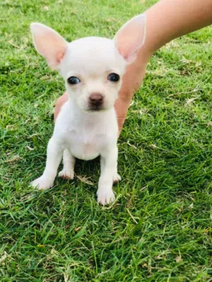 Pure Tea cup mini Chihuahua puppies
