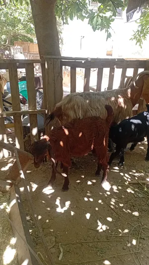 Goats2