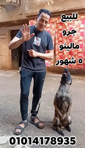 كلاب مالينو للبيع مدرب