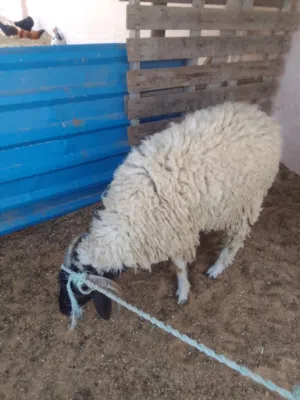 خروف ماشاءالله