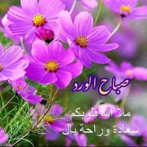 عم بدور  ع تلفون هونر x9d اي لون