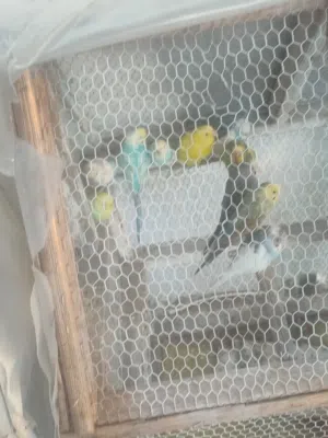 طيور حب للبيع