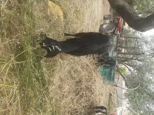 Goats1