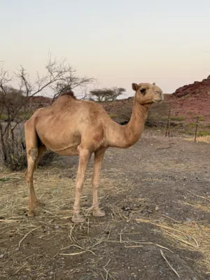 للبيع ناقه سمين ماشاءالله