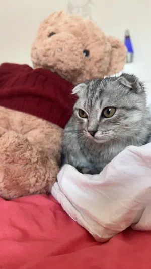 Cute Scottish cat 2 months old