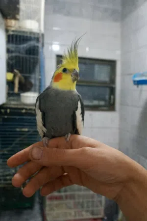 عصفور كوكتيل أليف للبيع @ ذكر حبشي أليف جدا السعر 25