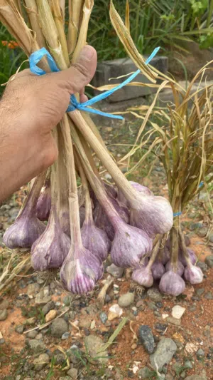 ثوم عماني اللون الأحمر ممتاز جدآ 11 راس