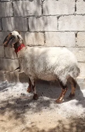 اضاحي عقائق ذبائح نذر بلدي سن نظيف الموقع سحاب