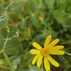 الشريف الشريف