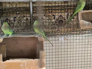 ببغاء دره أخضر ... Green parrot