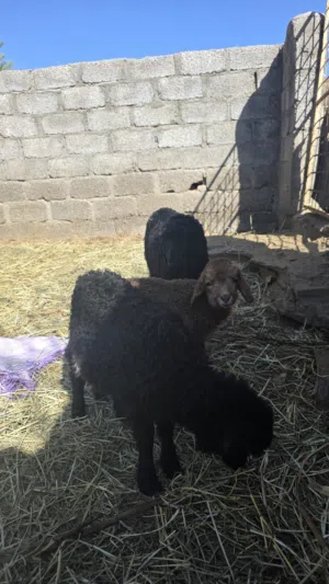 عمانيات اصل