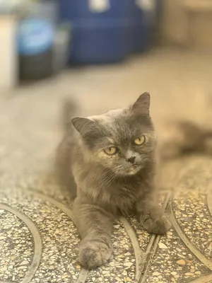 Persian3