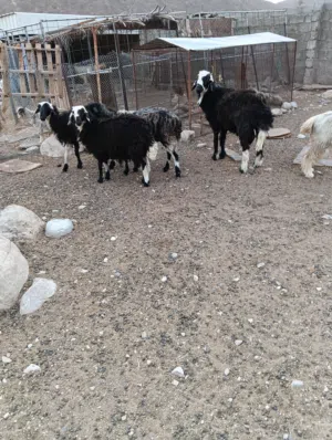 بيع ثلاث جاعدات وكبش نجدي