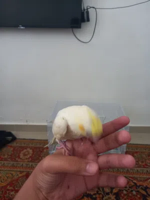 ببغاء كوكتيل لاتينو مروض فل