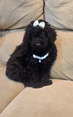 toy poodle  and extra tea cupe poodle