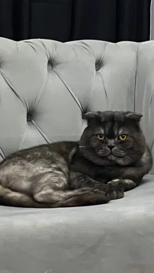 قط ذكر للتزاوج ، male cat for mating