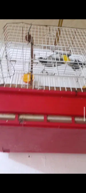 بلبل أليف قفص  المطيحه  بلبل أليف قفص  المطيحه