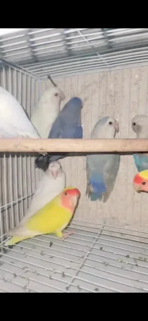 love bird ,  8pec all breeder , location Ajman ,