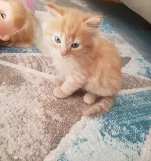 Mix cat more details send me msg on this app pls