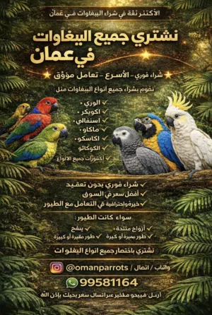 مطلوب / نشتري جميع انواع الببغاوات