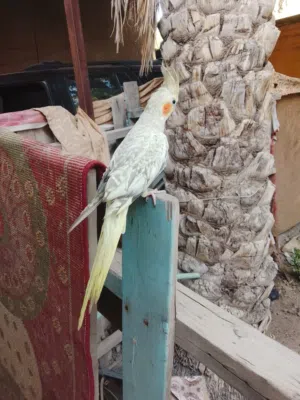 طير كوكتيل أليف
