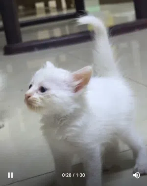 new born kitten