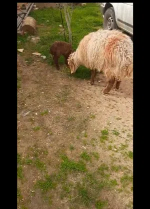 ثنية معها خاروف للبيع