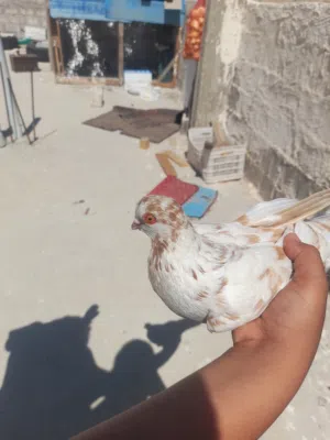 حمام للبيع اقرأ الوصف