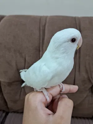 للبيع طير لاف بيرد أليف