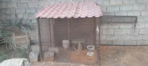 سزنه طوله متر ونص