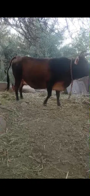 بقره فول سمنه شوف الفيديو