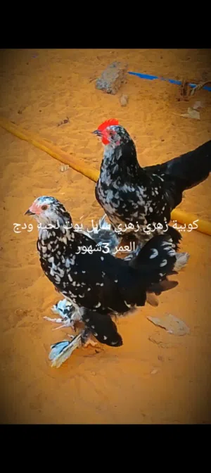 كوبيه زهري زهري سابل بوت لحيه ودج