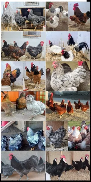 بيض مخصب وصيصان لسلالات دجاج نادره على مستوى العالم
