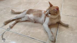 Sweet cat looking for a loving family- Cat for Adoption