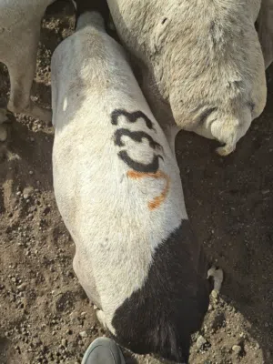 كباشه وجدايا صوماليات متوفرين الآن نوع الكبير