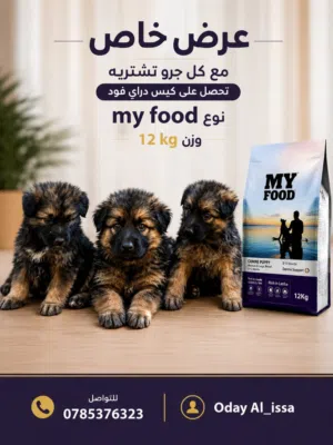 جراء جيرمن شيبرد