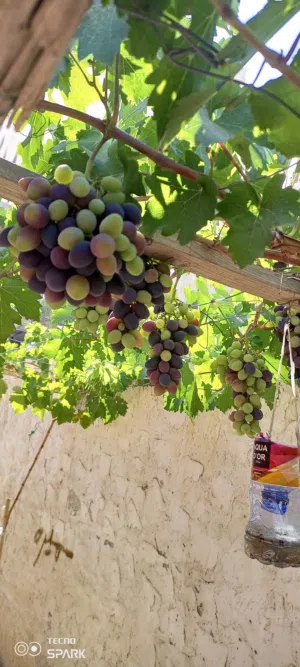 عنب للثمر و الورق