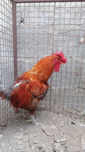 ديك عماني للبيع و حمام