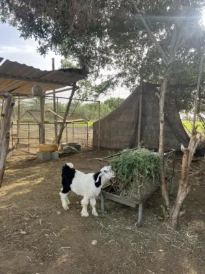 حيونات للبيع