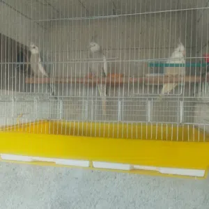 جوز ما شاء الله