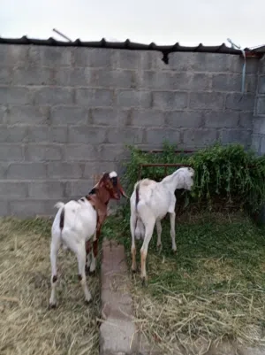 للبيع جدايه اثيوبيات أموره طيبه