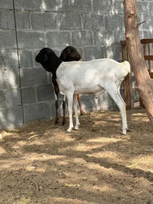 كباشه صومالية الحجم الكبير مطعومة  أكثر عن 3 شهور