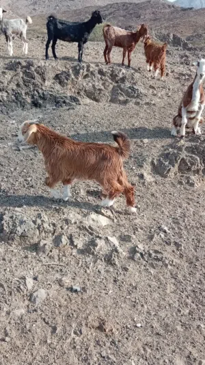 جدي للبيع العمر 3شهور