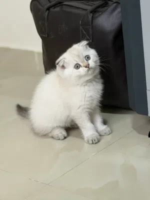 Scottish fold