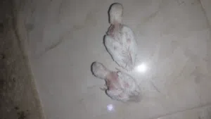 روز عين حمر