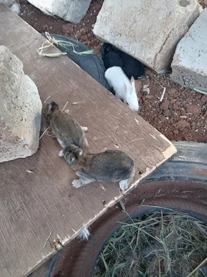 Rabbits4